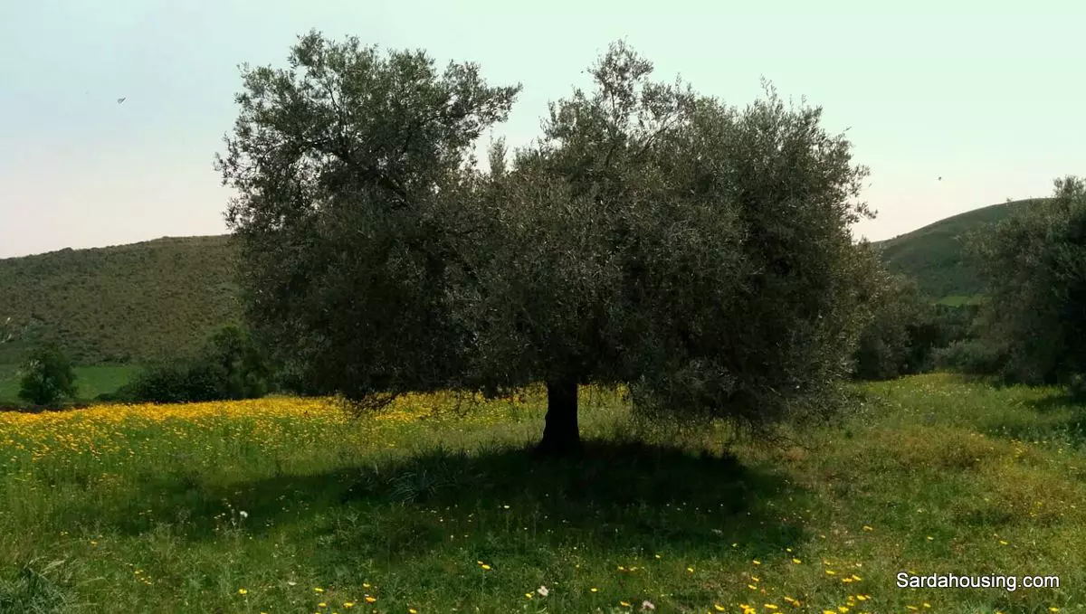 Producing Olive Grove, 7 Hectaers, Sardinia