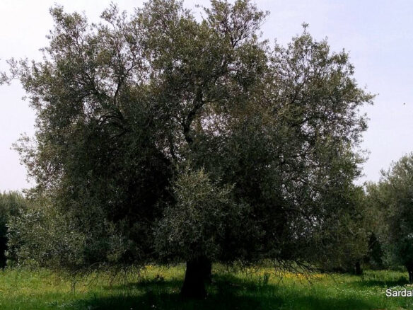 Producing Olive Grove, 7 Hectaers, Sardinia