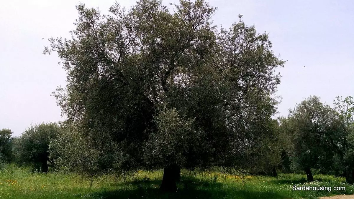 Producing Olive Grove, 7 Hectaers, Sardinia