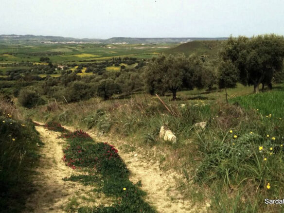Producing Olive Grove, 7 Hectaers, Sardinia
