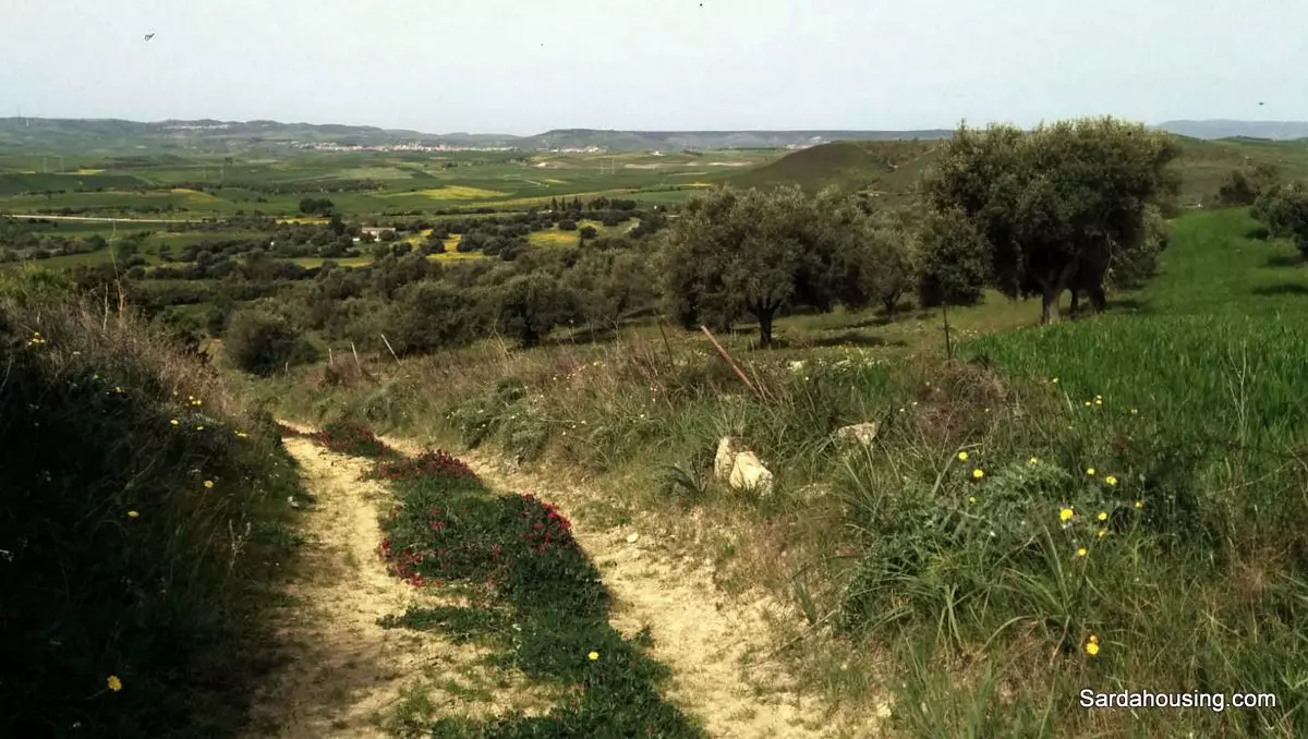 Producing Olive Grove, 7 Hectaers, Sardinia