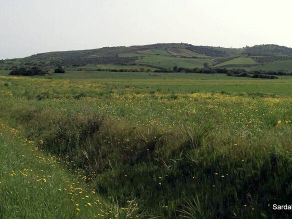 Producing Olive Grove, 7 Hectaers, Sardinia