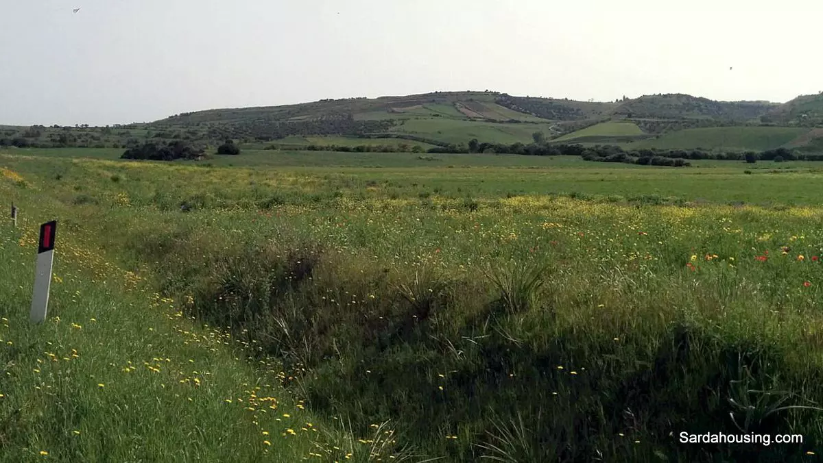 Producing Olive Grove, 7 Hectaers, Sardinia
