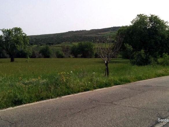 Producing Olive Grove, 7 Hectaers, Sardinia