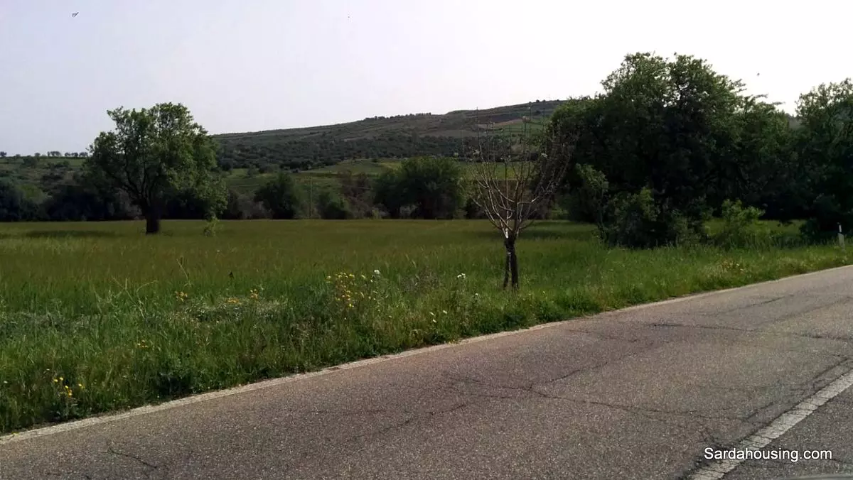 Producing Olive Grove, 7 Hectaers, Sardinia