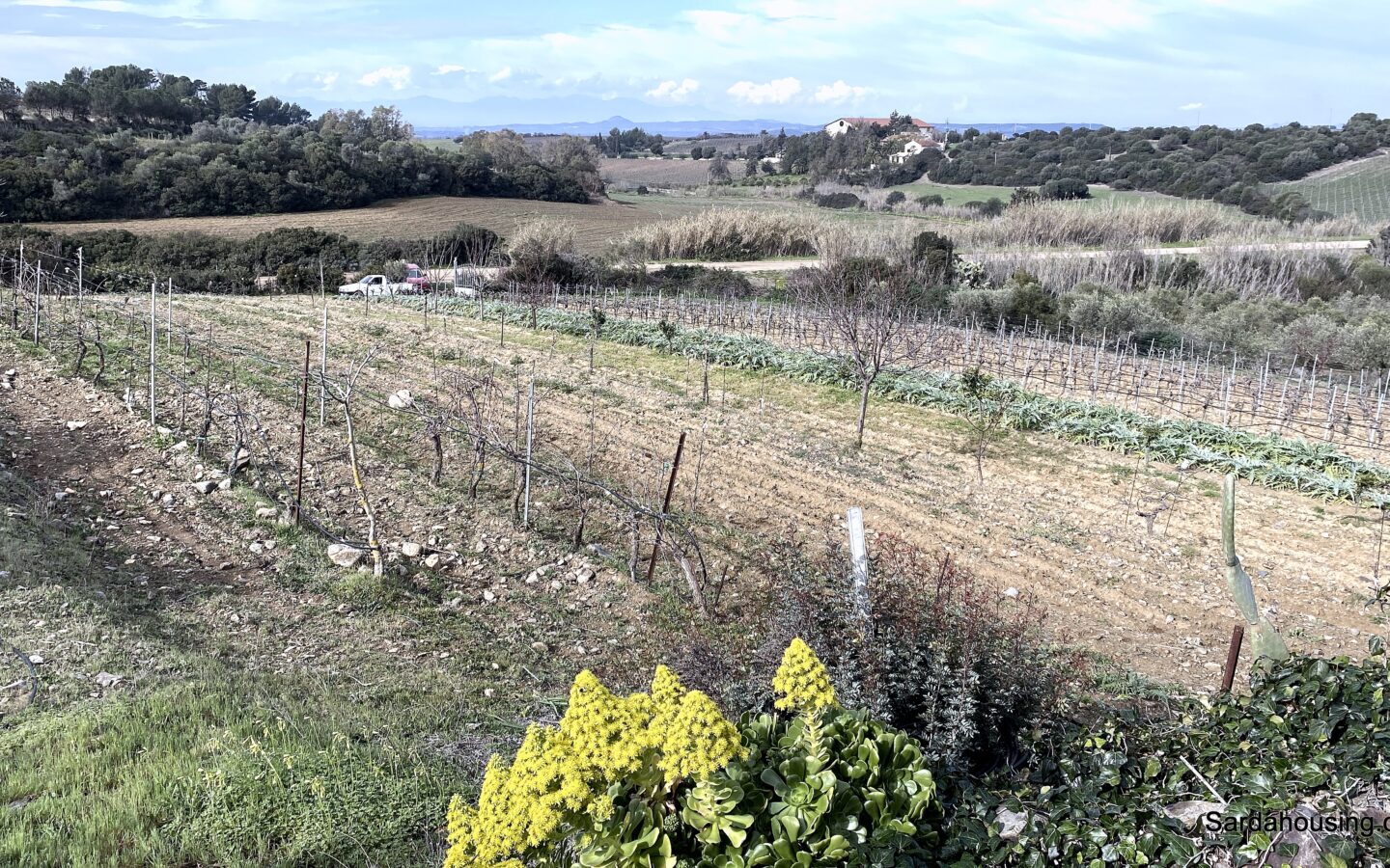 Vineyard And Olive Grove With Possible House, Sardinia