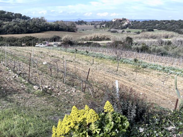 Vineyard And Olive Grove With Possible House, Sardinia