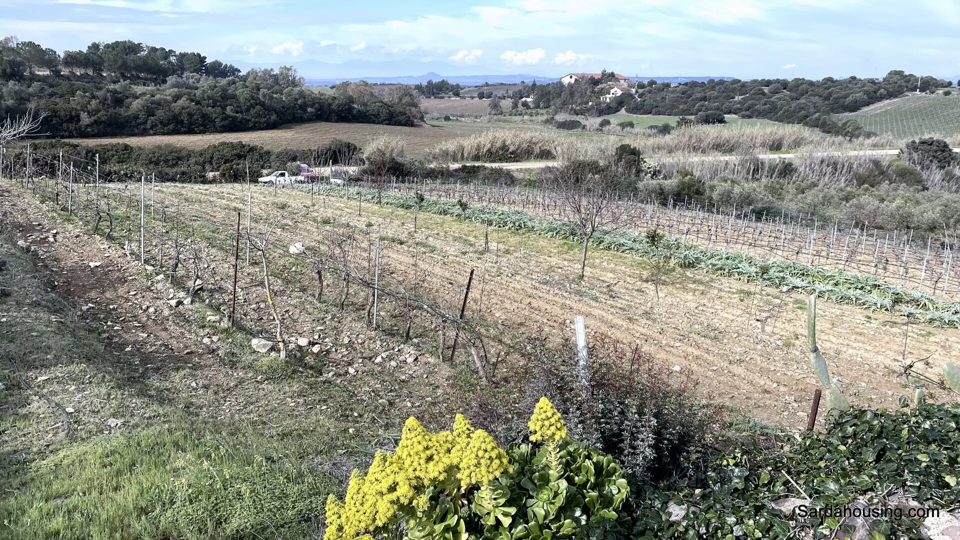 Vineyard And Olive Grove Of 15000 M² In Sardinia