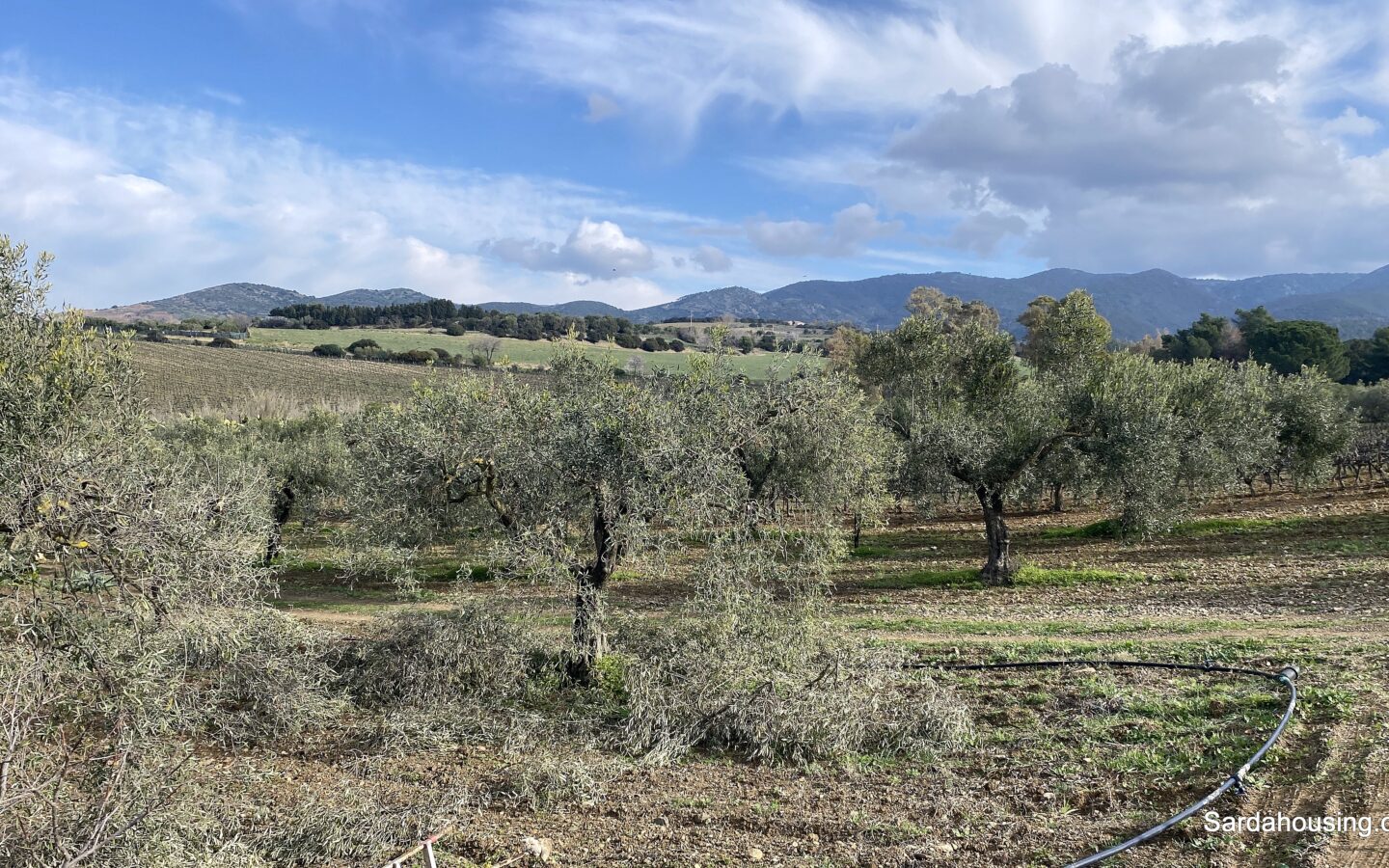 Vineyard And Olive Grove With Possible House, Sardinia
