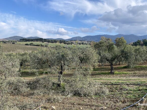 Vineyard And Olive Grove With Possible House, Sardinia
