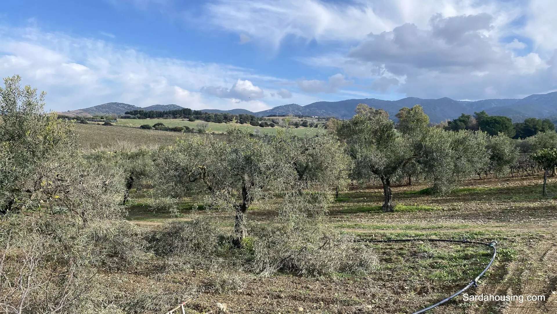 Vineyard And Olive Grove Of 15000 M² In Sardinia