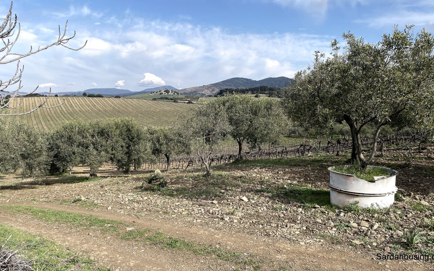 Vineyard And Olive Grove With Possible House, Sardinia