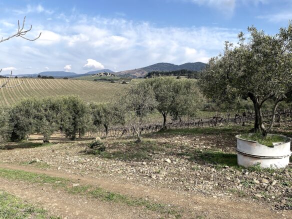 Vineyard And Olive Grove With Possible House, Sardinia