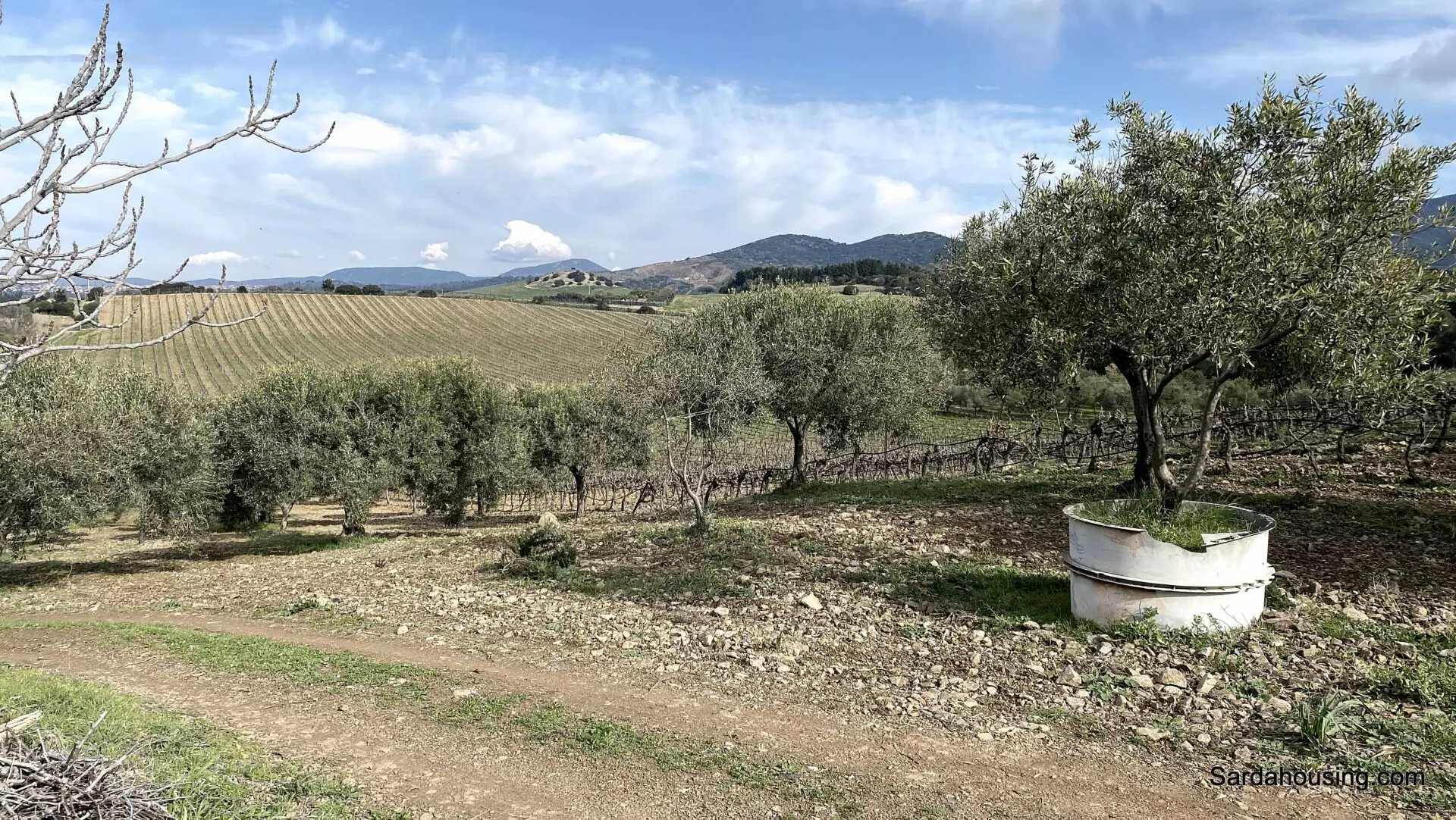 Vineyard And Olive Grove Of 15000 M² In Sardinia