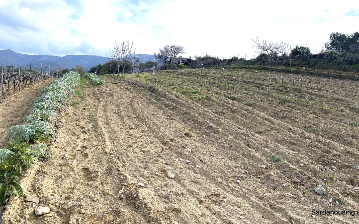 Vineyard And Olive Grove With Possible House, Sardinia