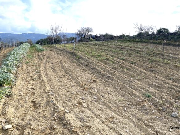 Vineyard And Olive Grove With Possible House, Sardinia