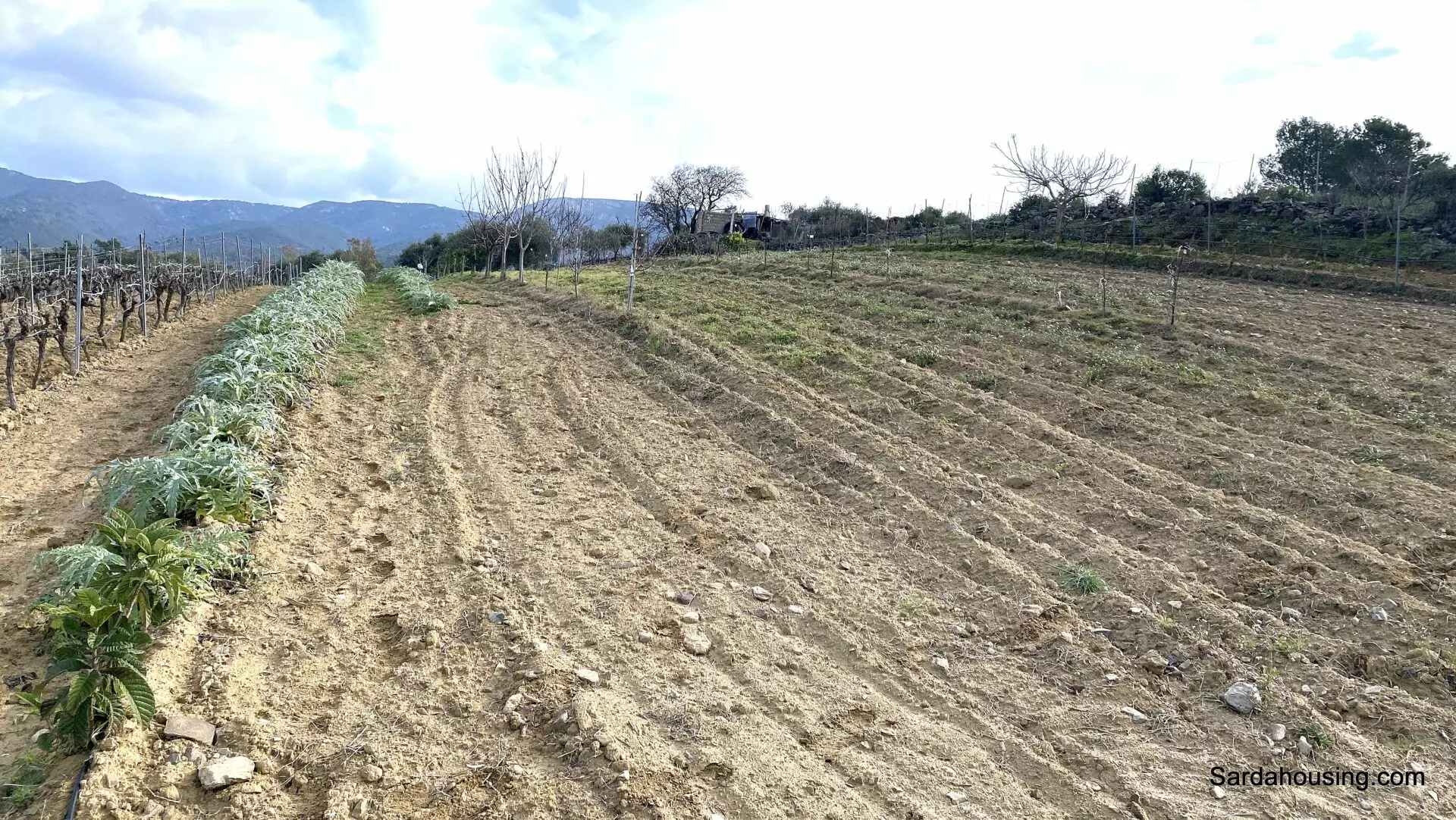 Vineyard And Olive Grove Of 15000 M² In Sardinia