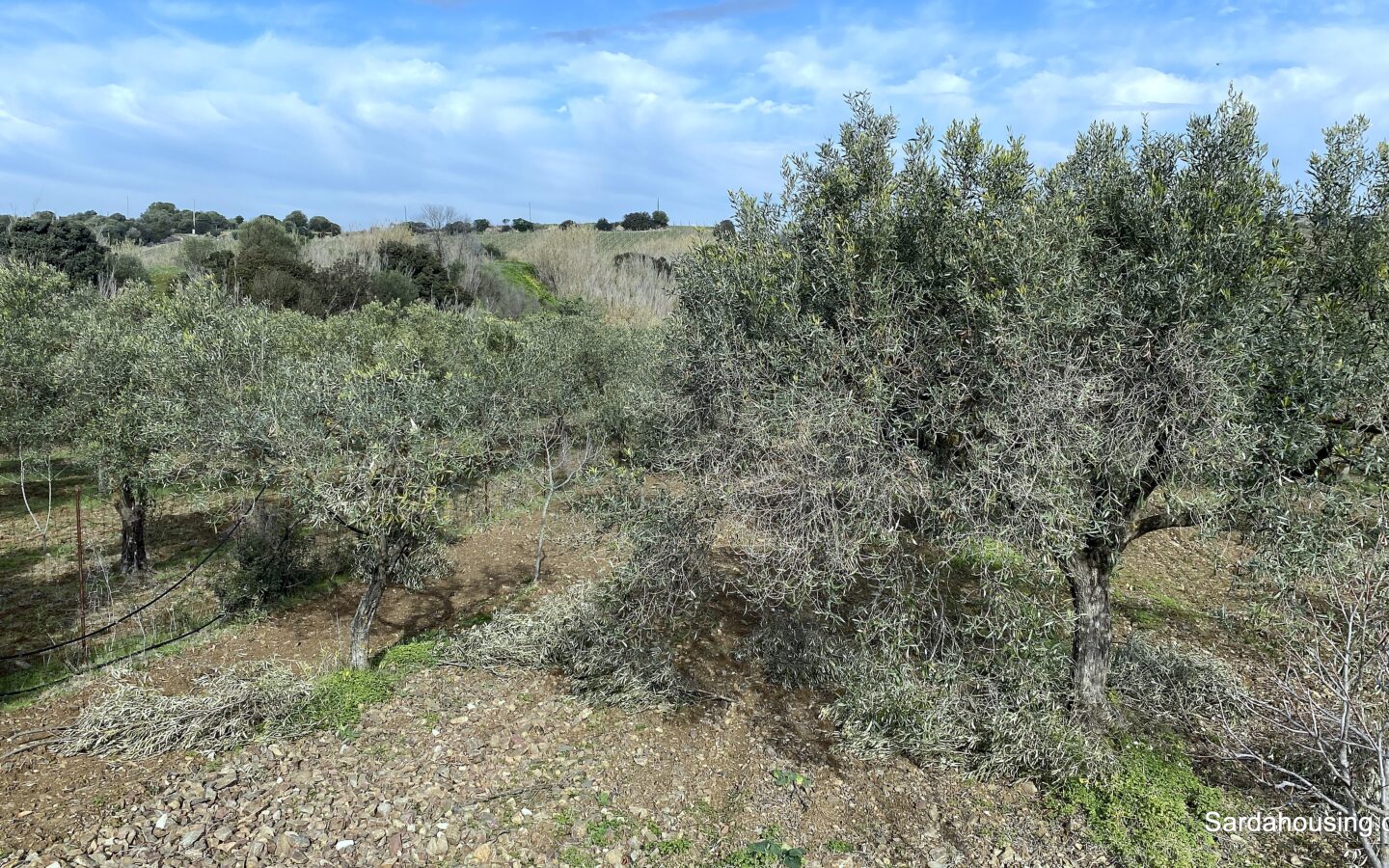 Vineyard And Olive Grove With Possible House, Sardinia