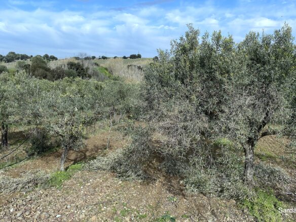 Vineyard And Olive Grove With Possible House, Sardinia