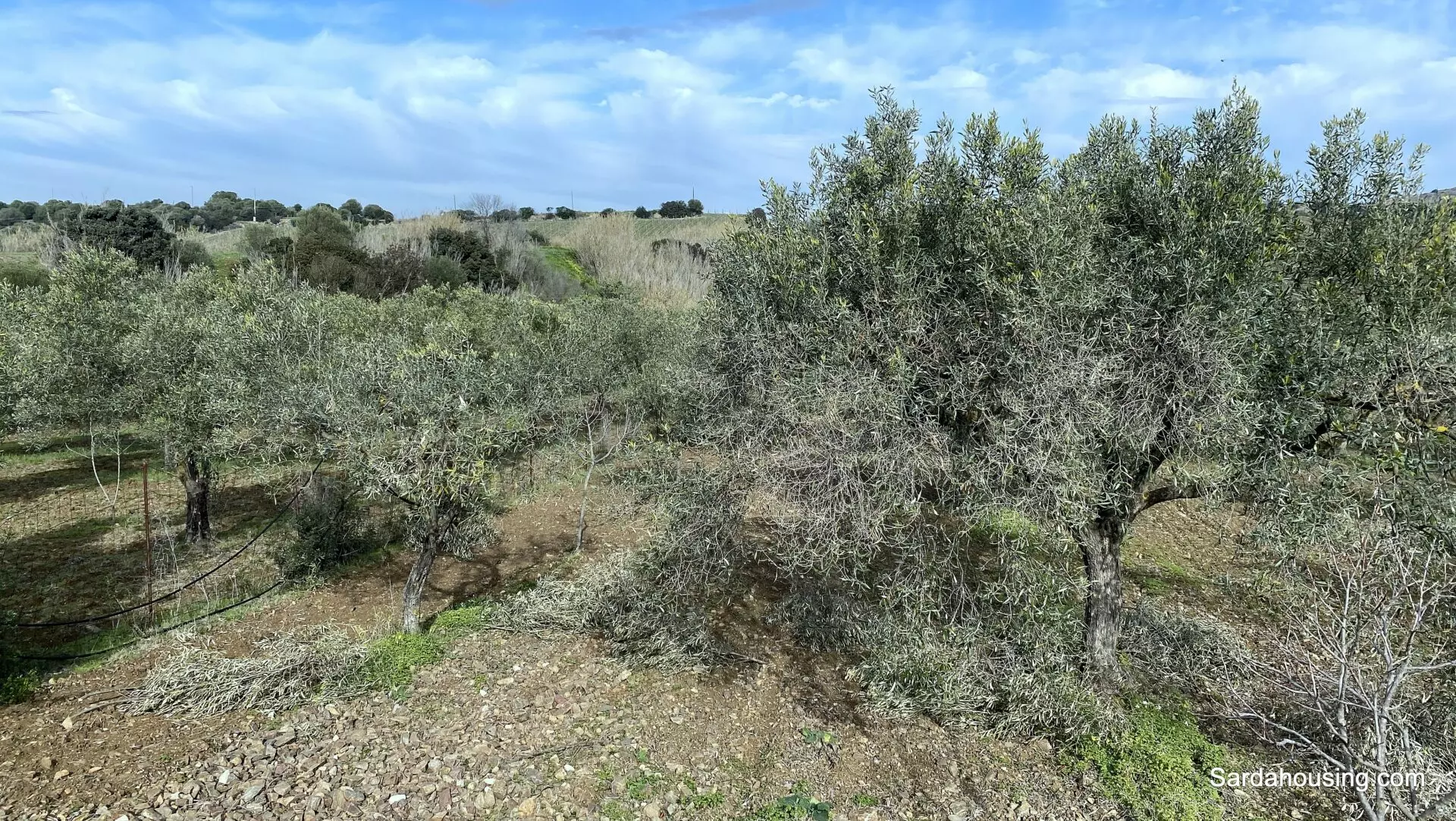 Vineyard And Olive Grove Of 15000 M² In Sardinia
