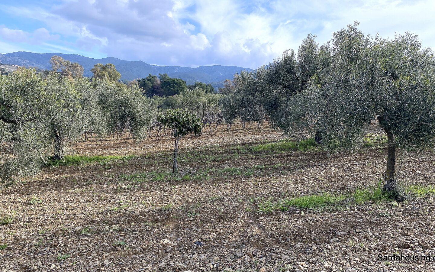 Vineyard And Olive Grove With Possible House, Sardinia