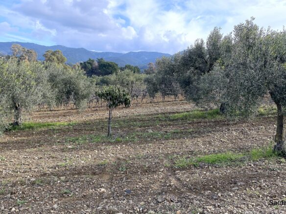 Vineyard And Olive Grove With Possible House, Sardinia