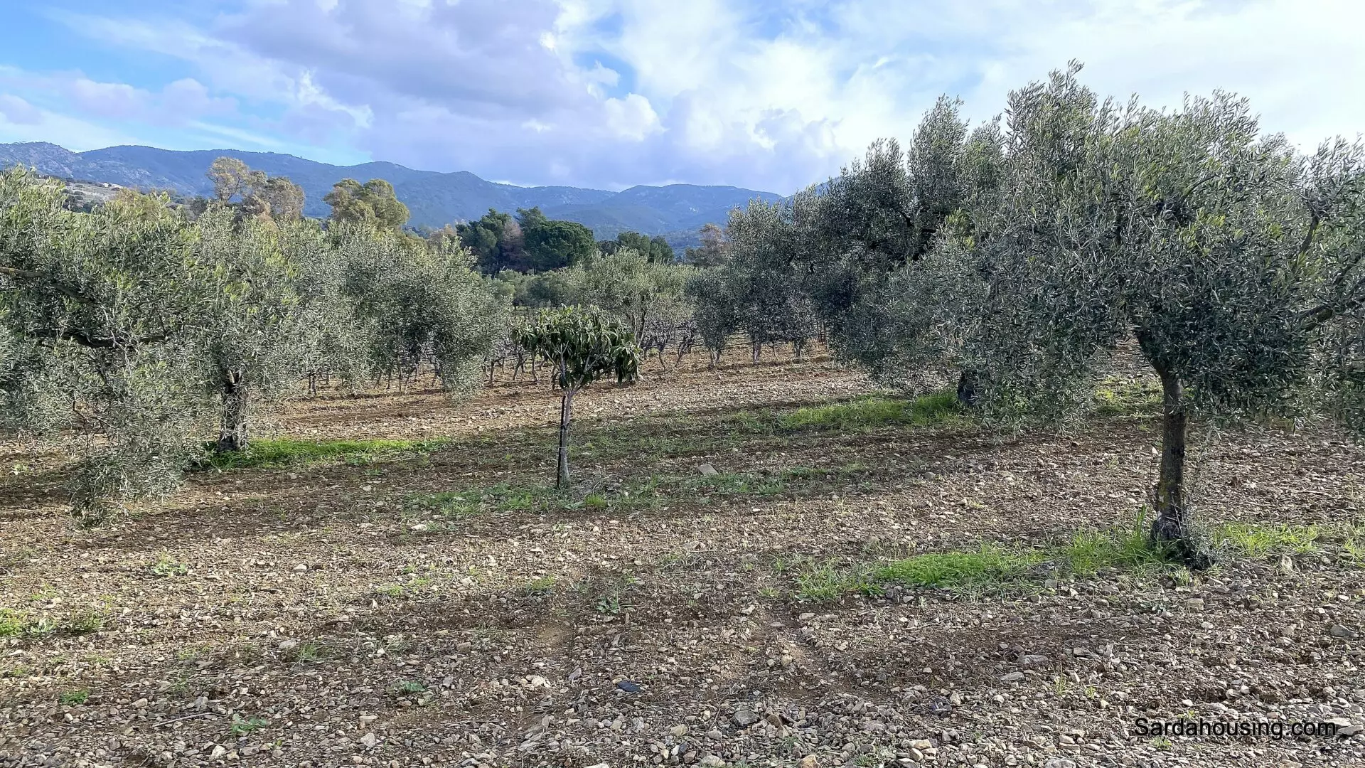 Vineyard And Olive Grove Of 15000 M² In Sardinia