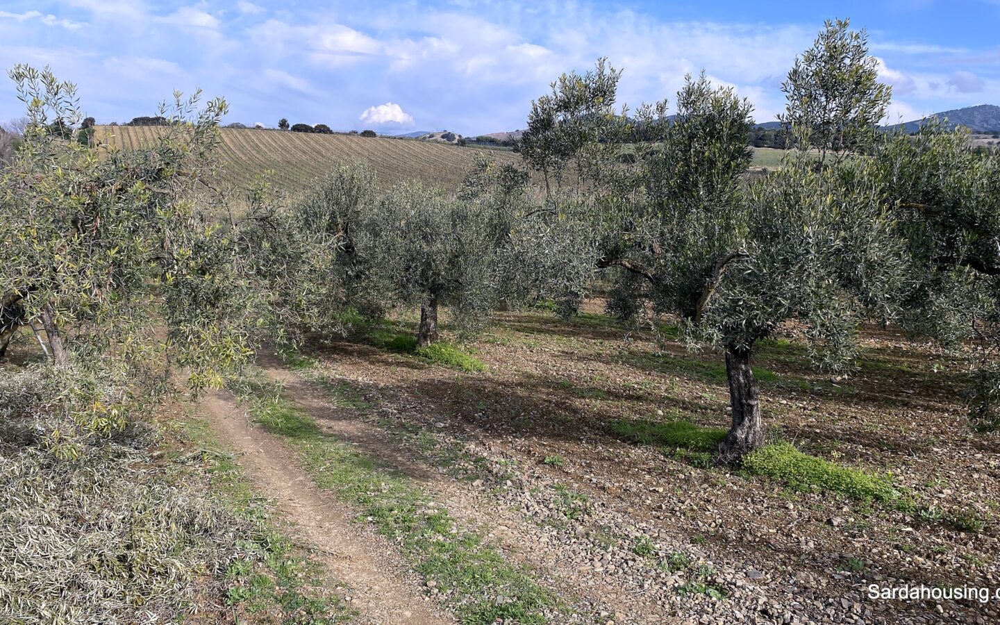 Vineyard And Olive Grove With Possible House, Sardinia