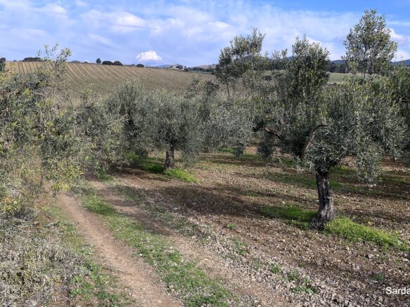 Vineyard And Olive Grove With Possible House, Sardinia