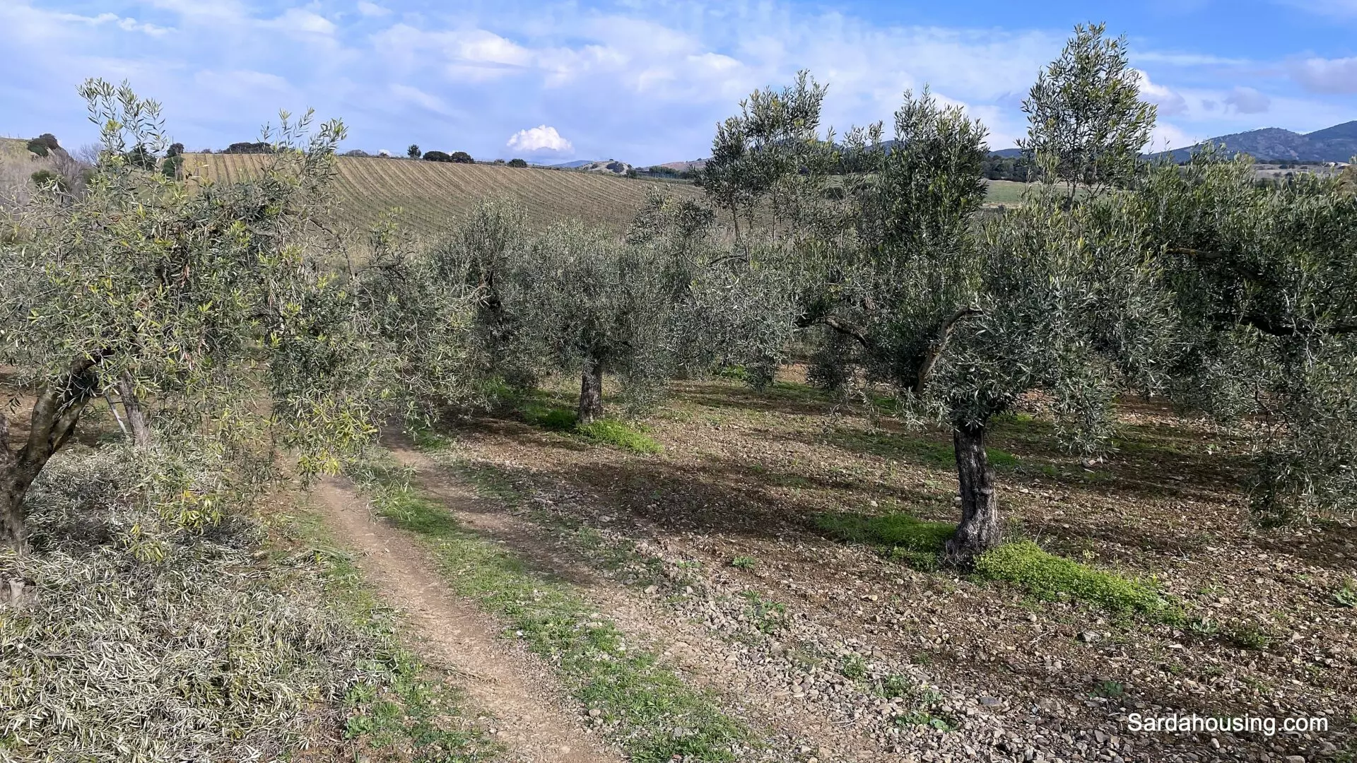 Vineyard And Olive Grove Of 15000 M² In Sardinia
