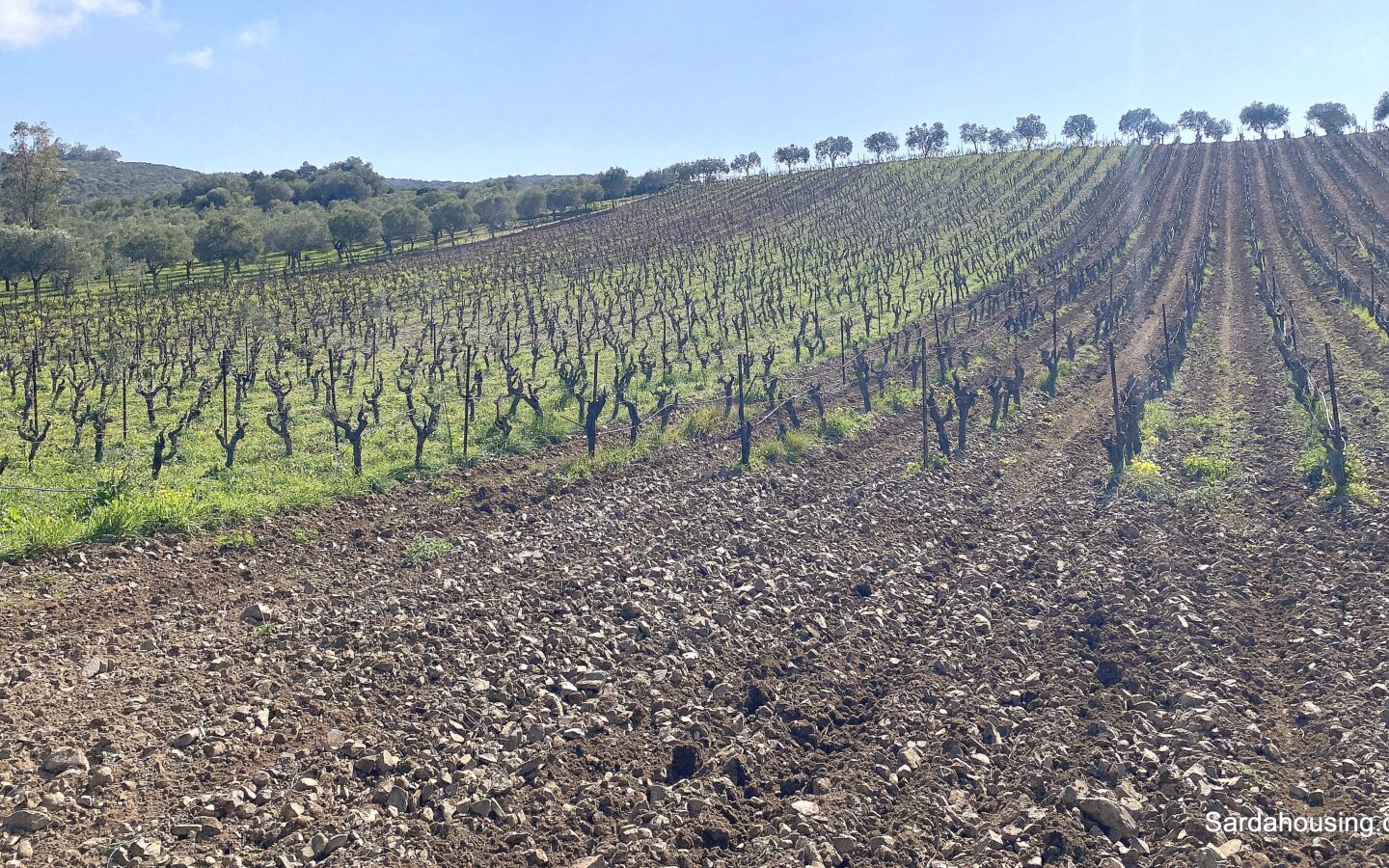Vineyard And Olive Grove With Possible House, Sardinia