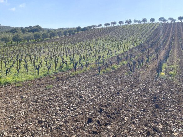 Vineyard And Olive Grove With Possible House, Sardinia