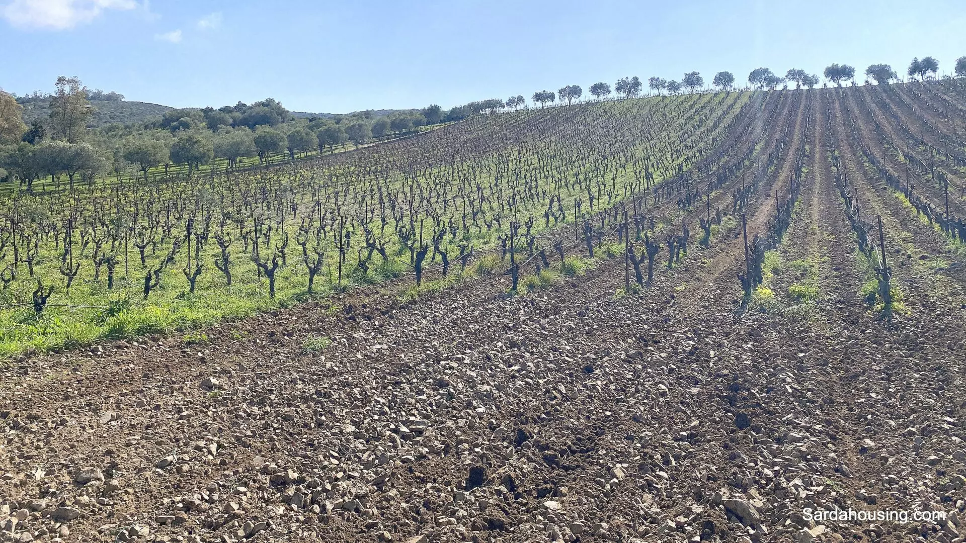 Vineyard And Olive Grove Of 15000 M² In Sardinia