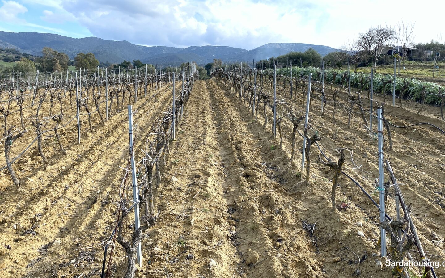 Vineyard And Olive Grove With Possible House, Sardinia