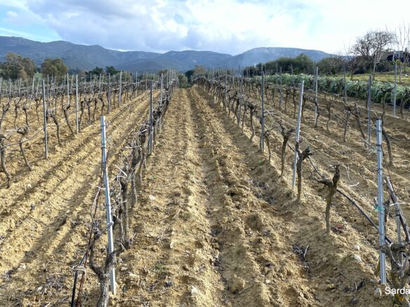 Vineyard And Olive Grove With Possible House, Sardinia