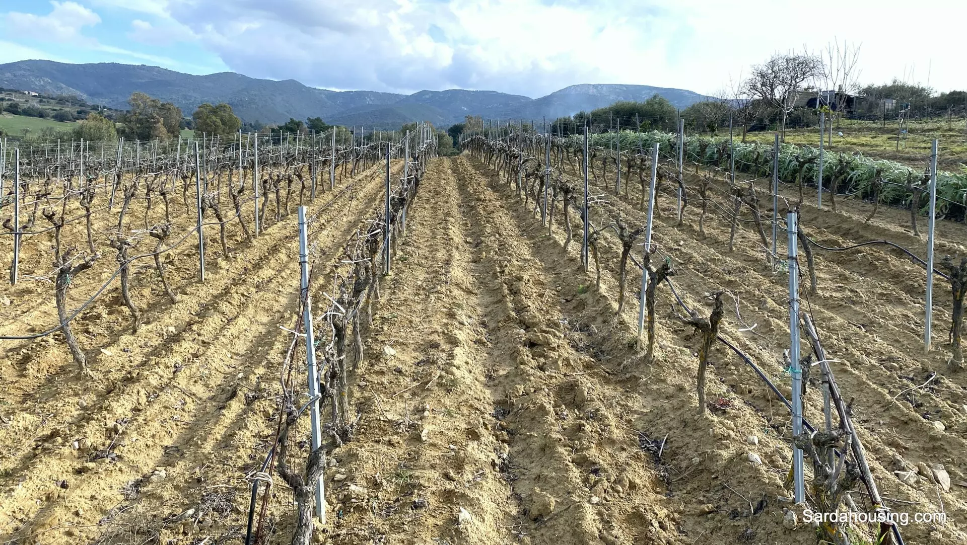 Vineyard And Olive Grove Of 15000 M² In Sardinia