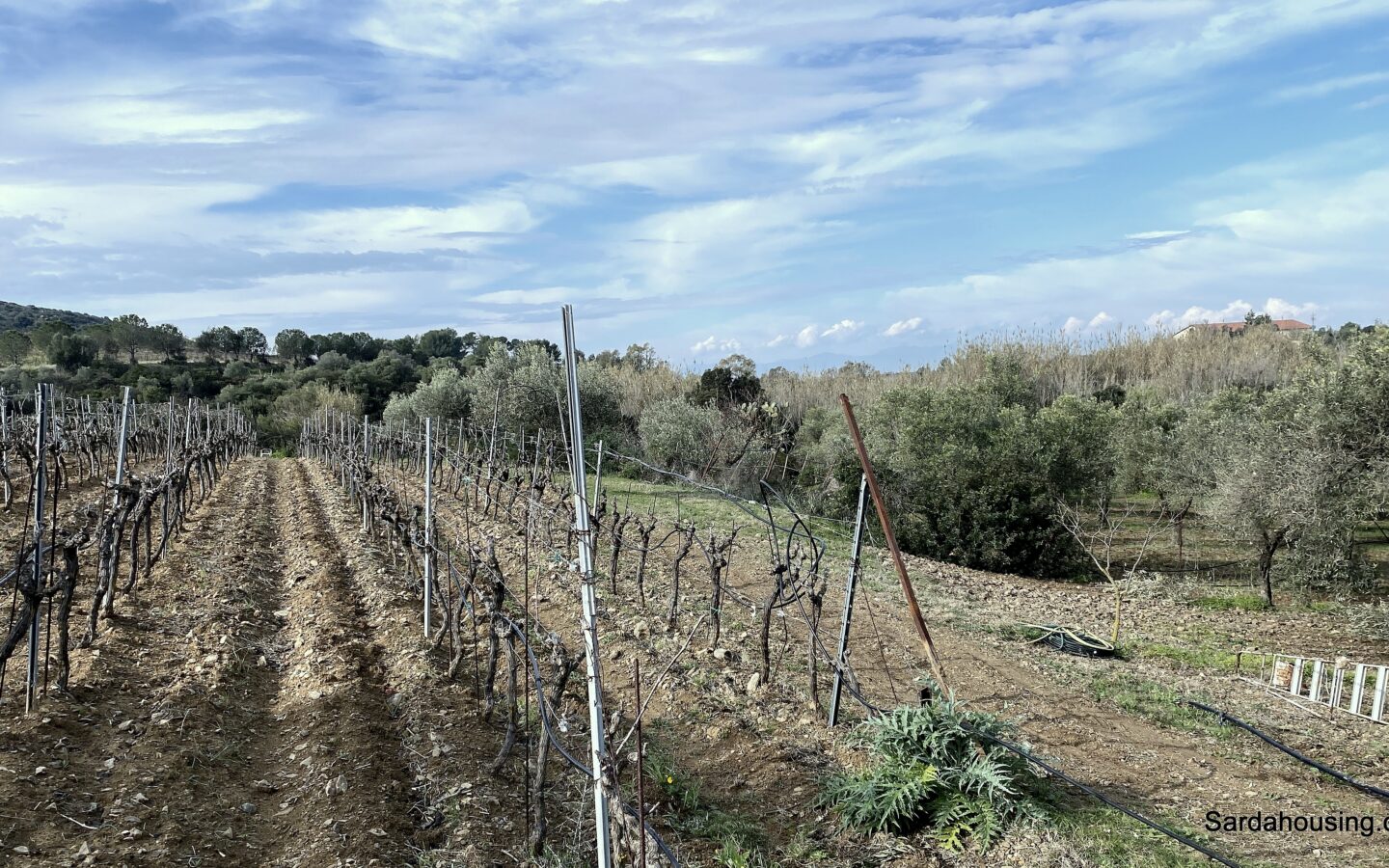 Vineyard And Olive Grove With Possible House, Sardinia