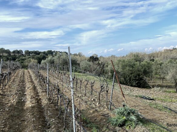 Vineyard And Olive Grove With Possible House, Sardinia