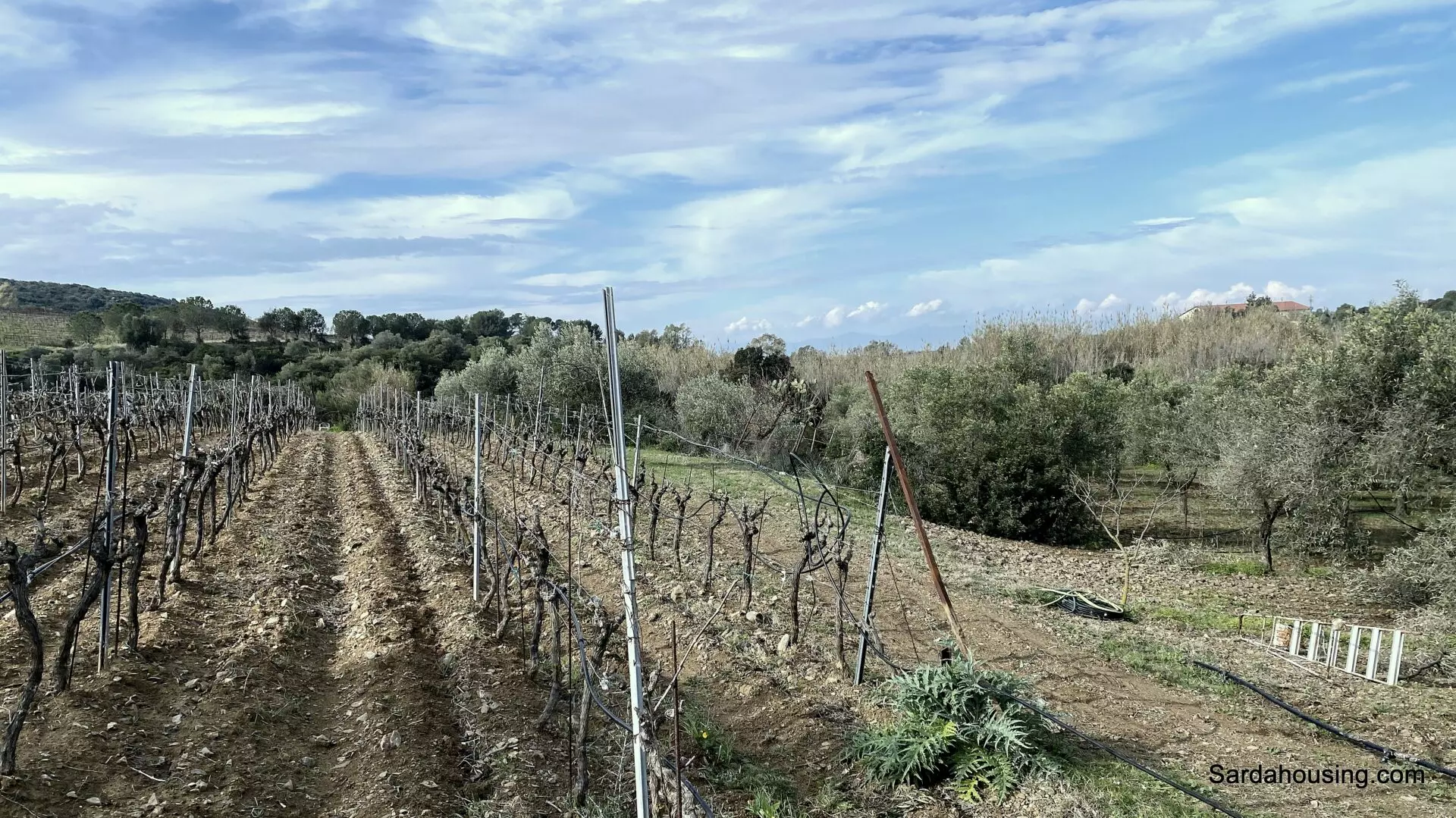 Vineyard And Olive Grove Of 15000 M² In Sardinia