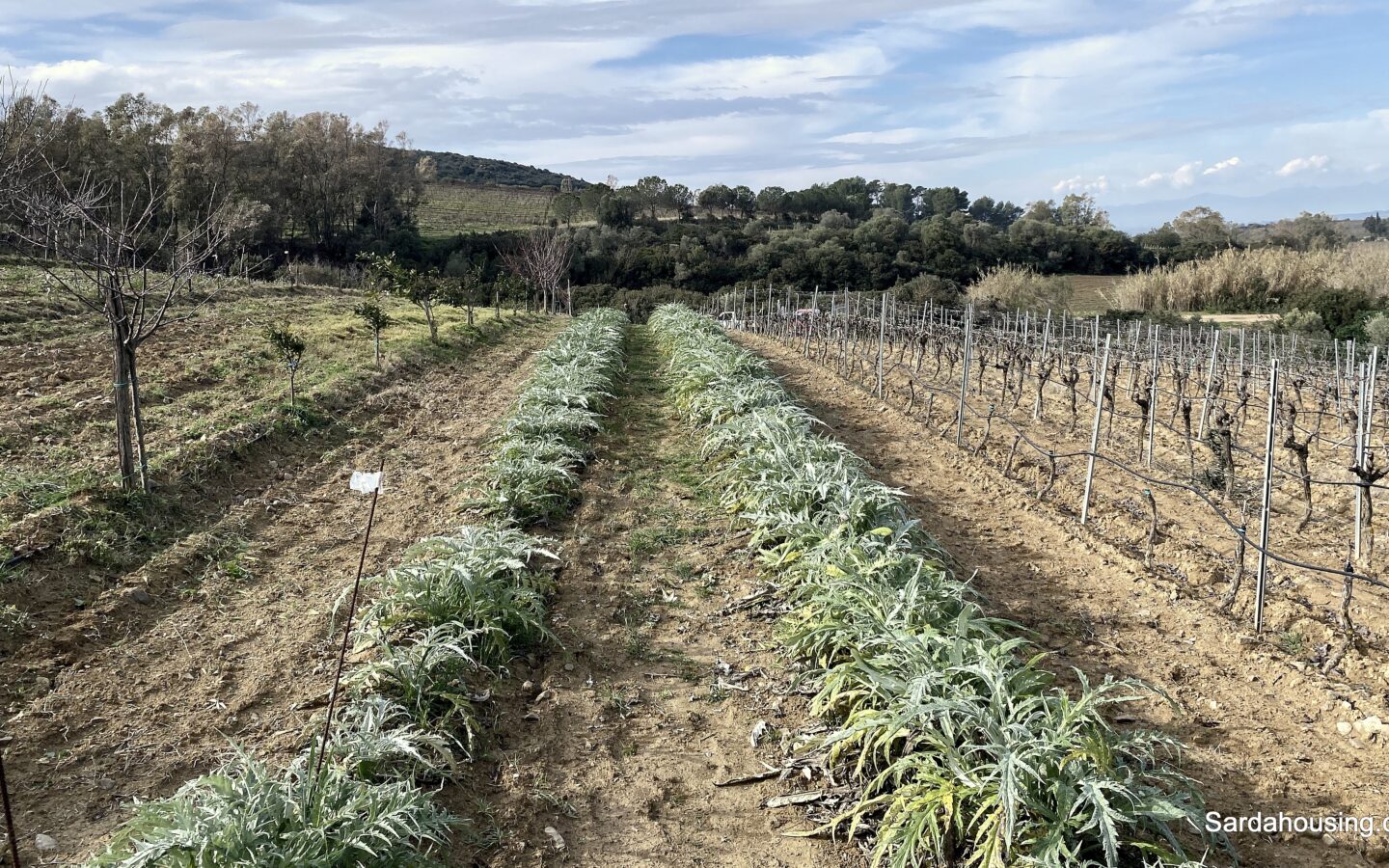 Vineyard And Olive Grove With Possible House, Sardinia