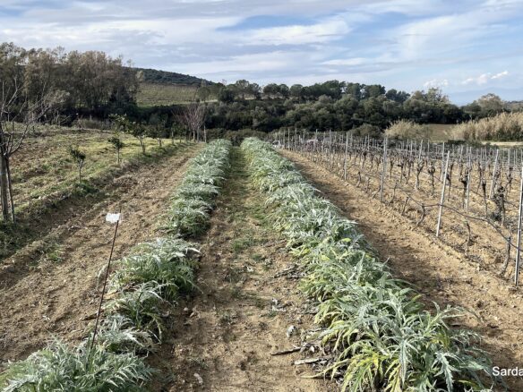 Vineyard And Olive Grove With Possible House, Sardinia