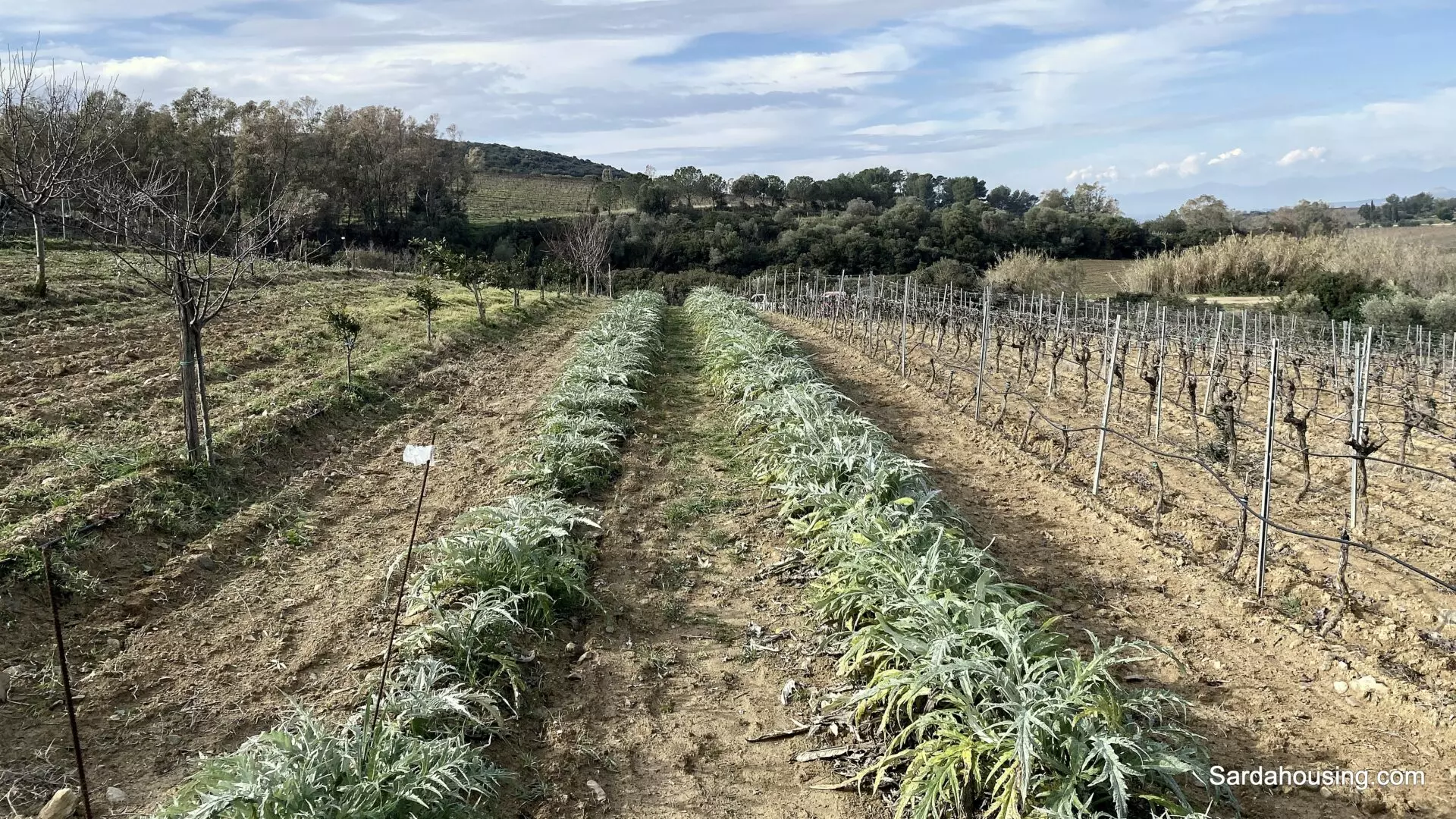 Vineyard And Olive Grove Of 15000 M² In Sardinia
