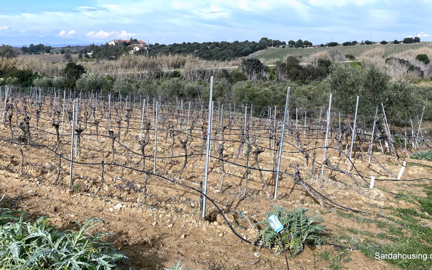 Vineyard And Olive Grove With Possible House, Sardinia