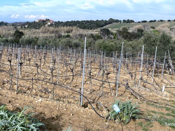 Vineyard And Olive Grove With Possible House, Sardinia
