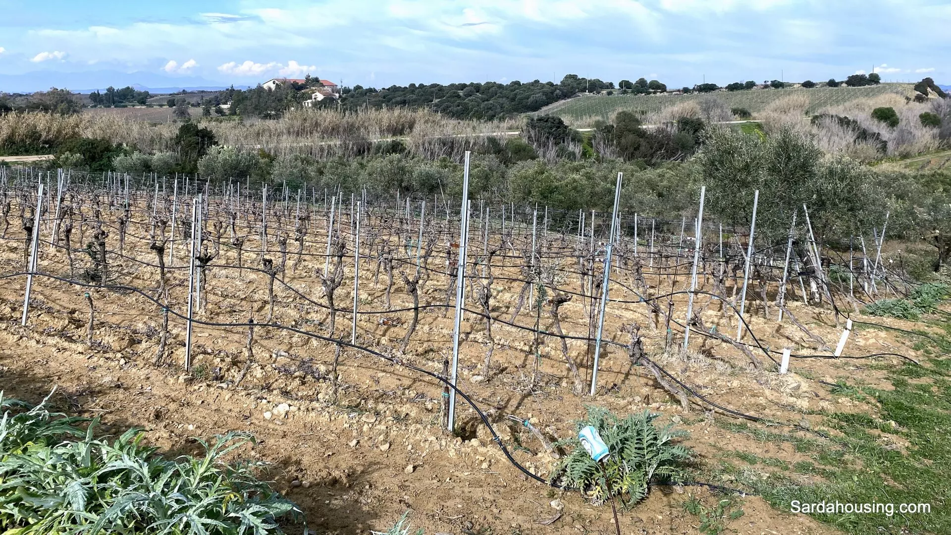 Vineyard And Olive Grove Of 15000 M² In Sardinia