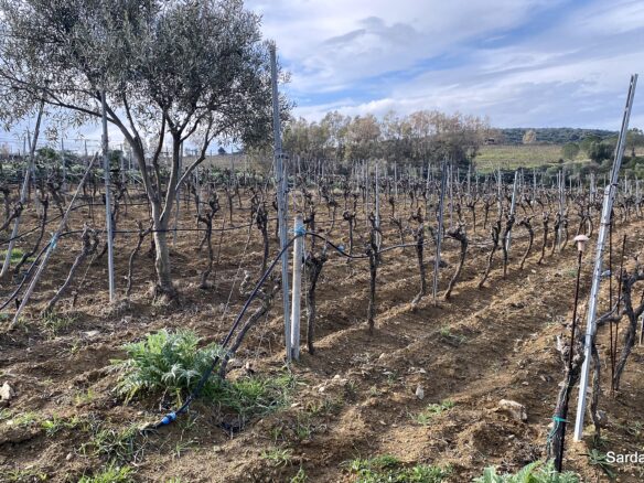 Vineyard And Olive Grove Of 15000 M² In Sardinia