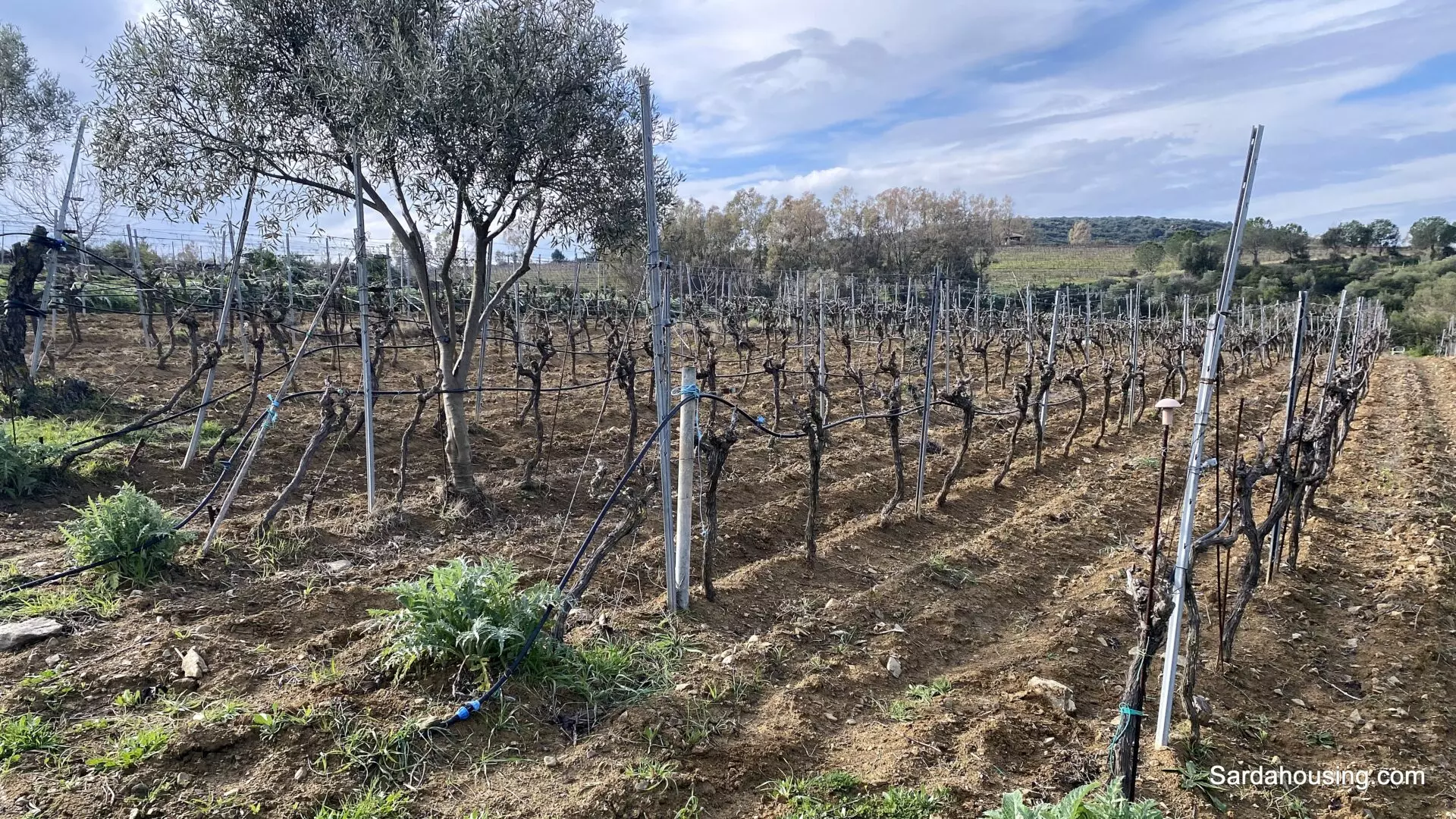 Vineyard And Olive Grove Of 15000 M² In Sardinia