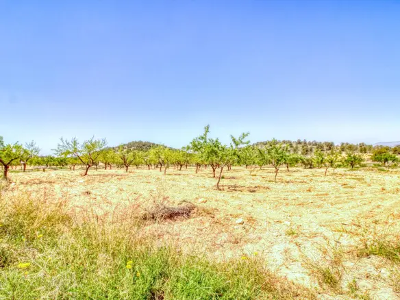Urban Plot Of 0 M² In Abanilla, Spain