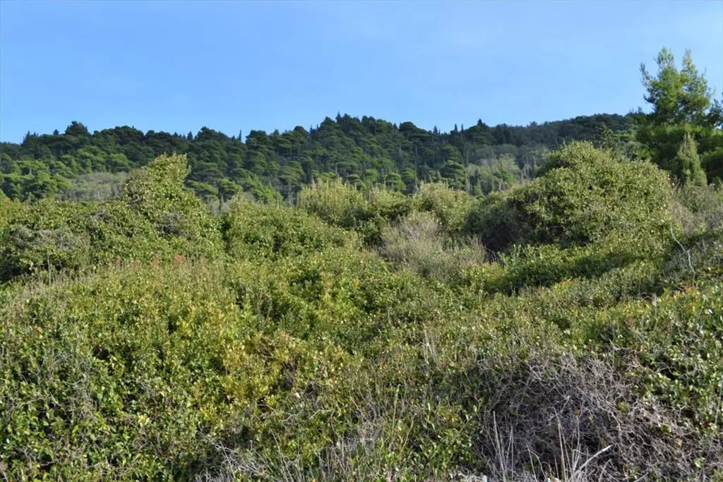 Land Of 10959 M² In Corfu