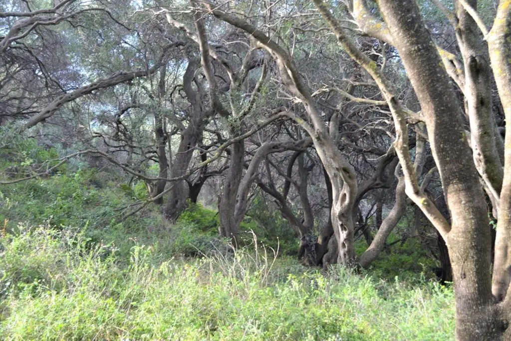 Land Of 10959 M² In Corfu